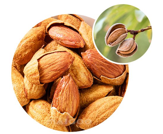 Almond